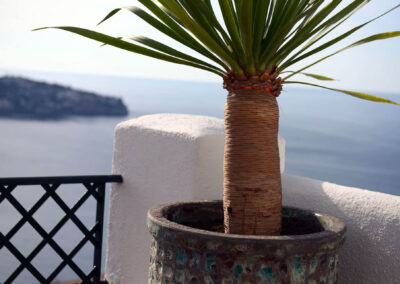 La Herradura Casa Vista Divina; a plant in the terrace seaview